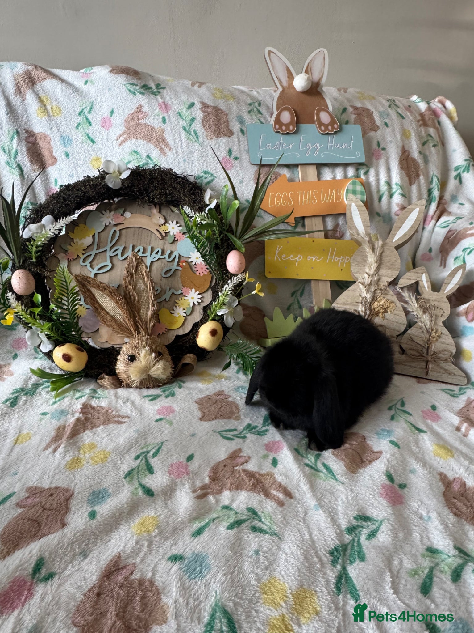 Mini Lop rabbits ✨ Mini Lop Bunnies For Sale ✨  - Advert 2