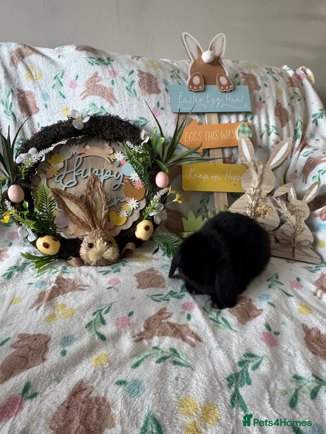 Mini Lop rabbits for sale: ✨ Mini Lop Bunnies For Sale ✨  - Advert 1