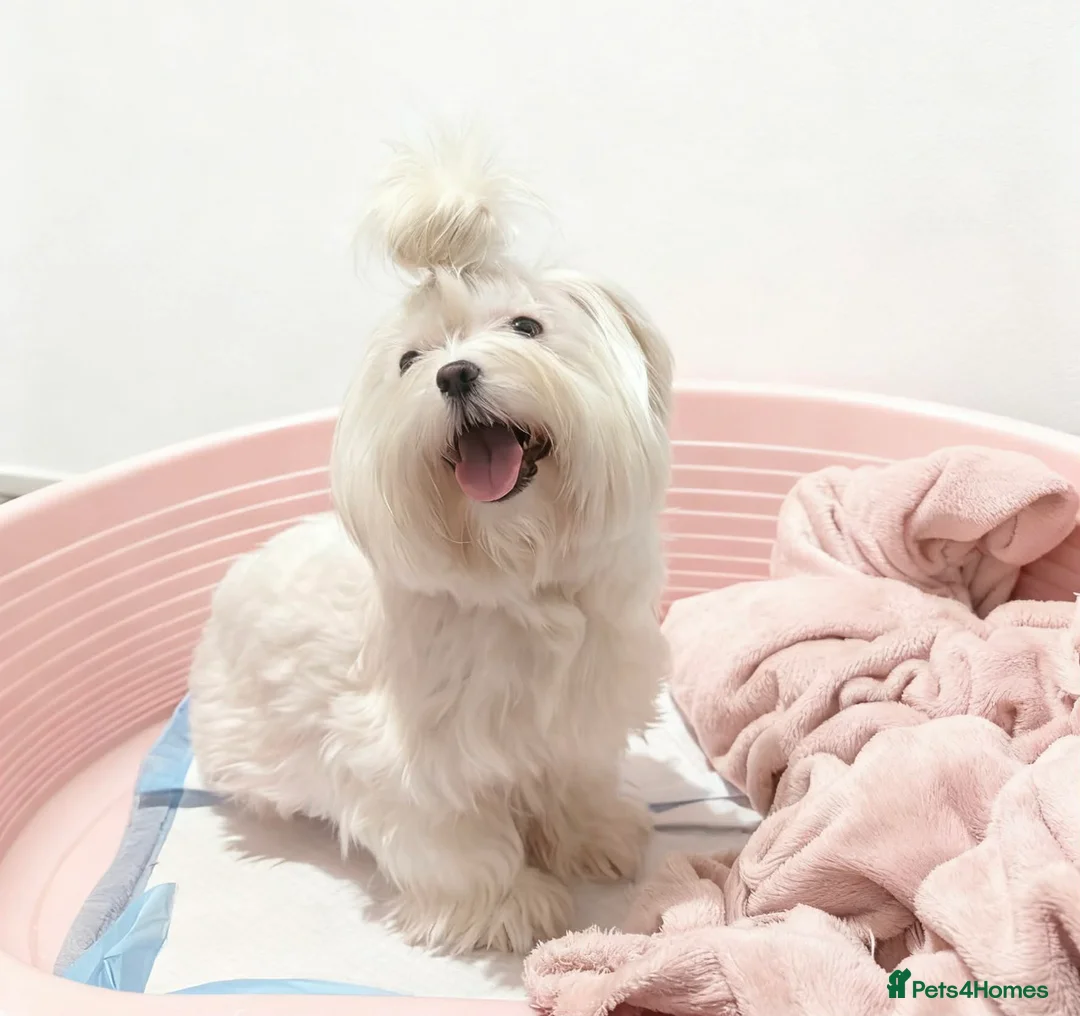 Maltese dogs for sale: Mini Maltese Girl 2 years - Advert 2