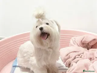 Maltese dogs Mini Maltese Girl 2 years ready now ❗🩷 - Advert 4