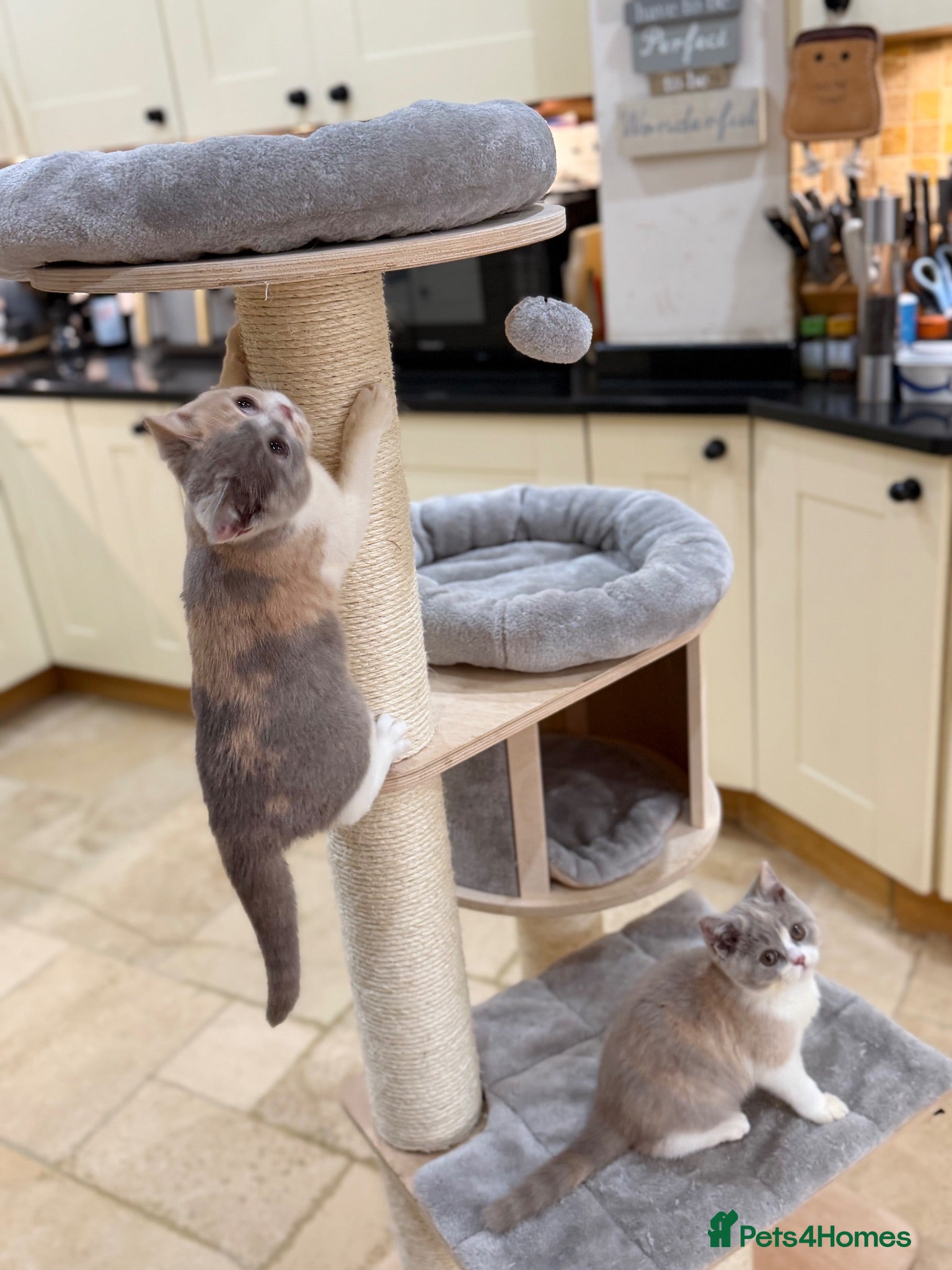British Shorthair cats FULL PEDIGREE REGISTERED BSH - Advert 2