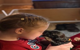 Cocker Spaniel dogs for sale: Beautiful Cocker Spaniel Litter  - Advert 17