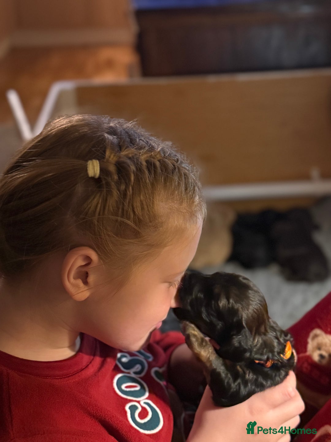 Cocker Spaniel dogs for sale: Beautiful Cocker Spaniel Litter  - Advert 17