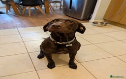 Mixed Breed dogs for sale: Kylo  - Image 1
