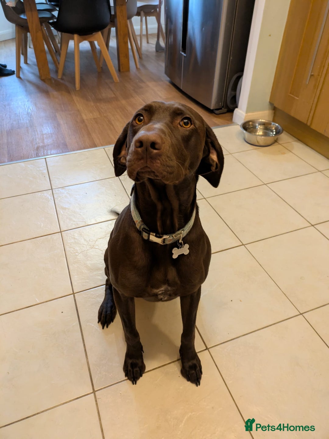 Mixed Breed dogs for sale: Kylo  - Image 1