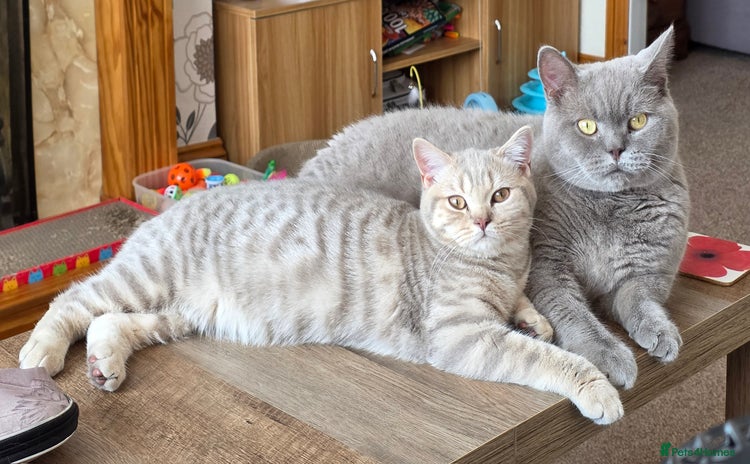 British Shorthair cats - Advert 13