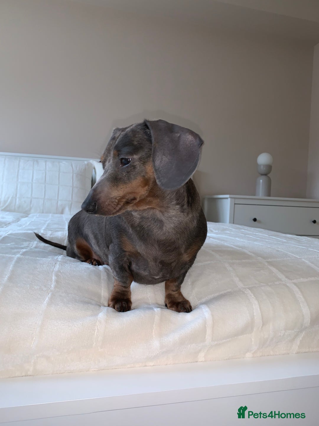 Dachshund dogs for sale: FREE TO THE PERFECT HOME - Advert 4