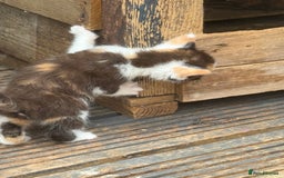 Devon Rex cats for sale: Adorable first generation permitted outcross - Image 12