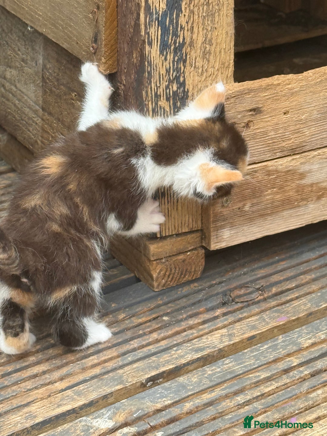 Devon Rex cats for sale: Adorable first generation permitted outcross - Image 12