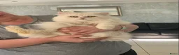 Persian cats for sale: Beautiful white fluffy Persian male 3 years old - Advert 5