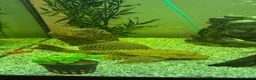 Plecos fish for sale: Sailfin pleco - Advert 2