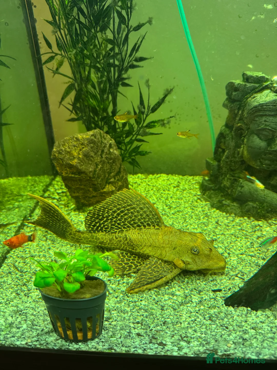 Plecos fish for sale: Sailfin pleco - Advert 2