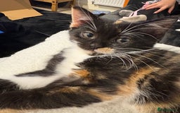 Domestic Shorthair cats for sale: 10 week old kittens for sale  - Image 2