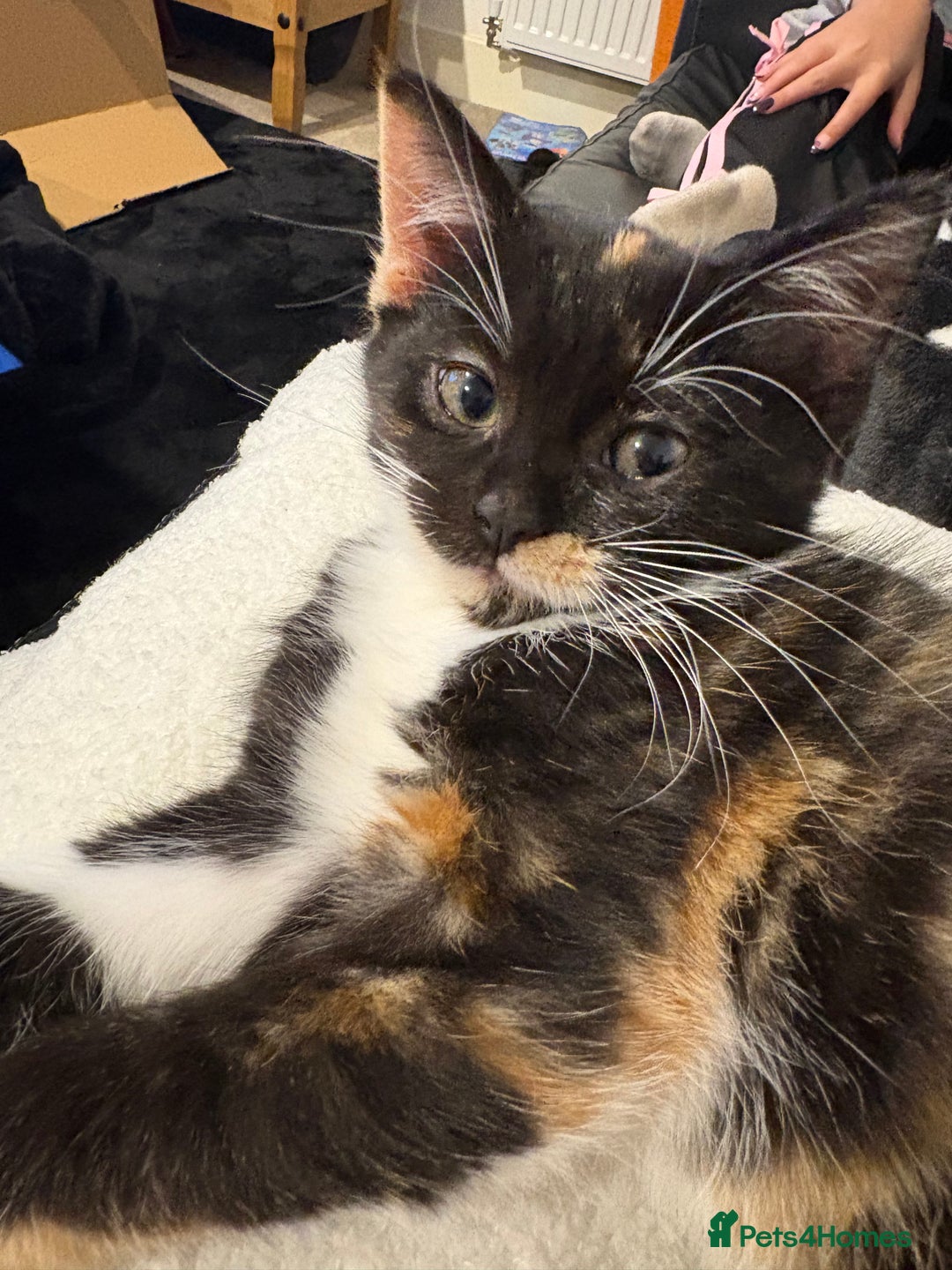 Domestic Shorthair cats for sale: 10 week old kittens for sale  - Image 2