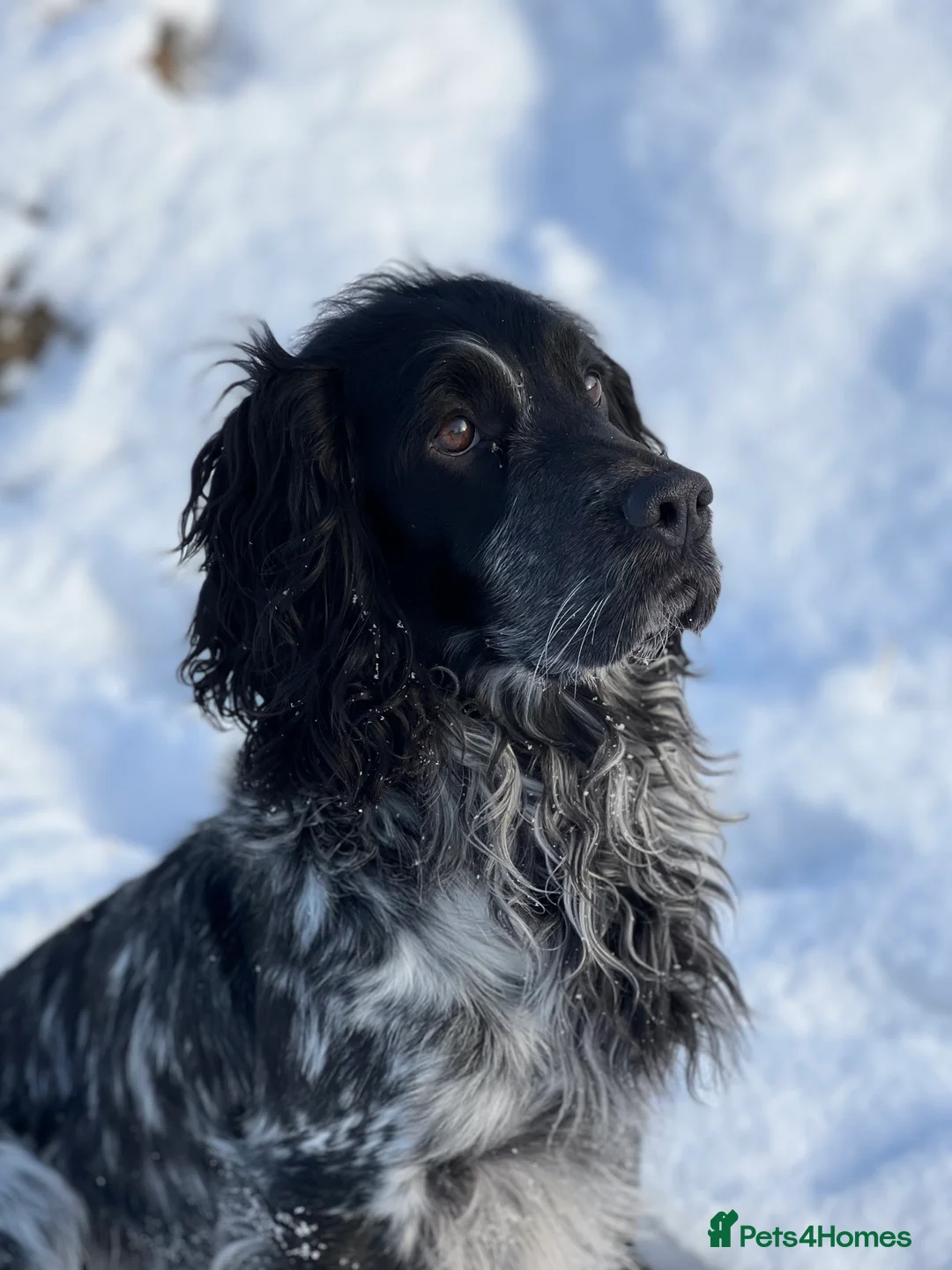 Cocker Spaniel dogs for stud: Health tested blue roan cocker spaniel at Stud in Kingussie - Advert 6