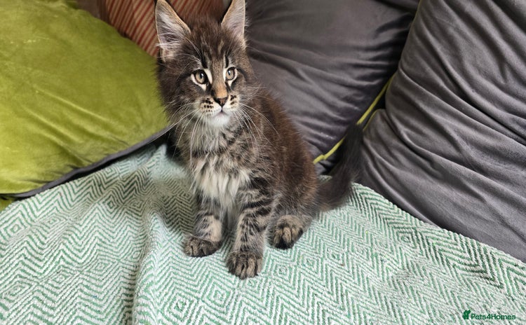 Maine Coon cats - Advert 2