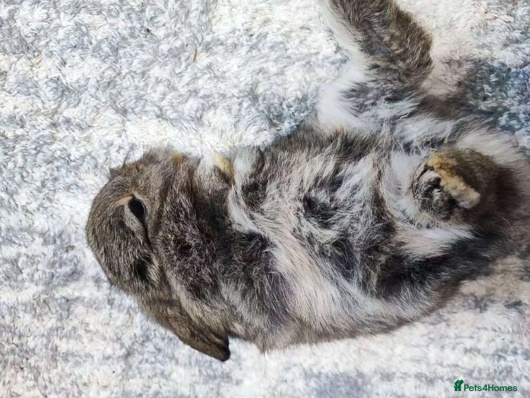 Mixed Breed rabbits for sale: A cute little rabbit - Advert 6