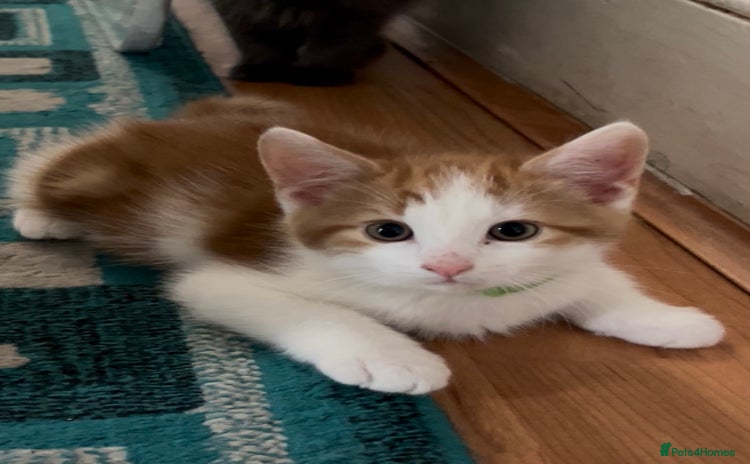 Domestic Shorthair cats in London - Advert 4