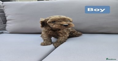 Cavapoo dogs - Advert 3