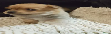 Pomchi 5