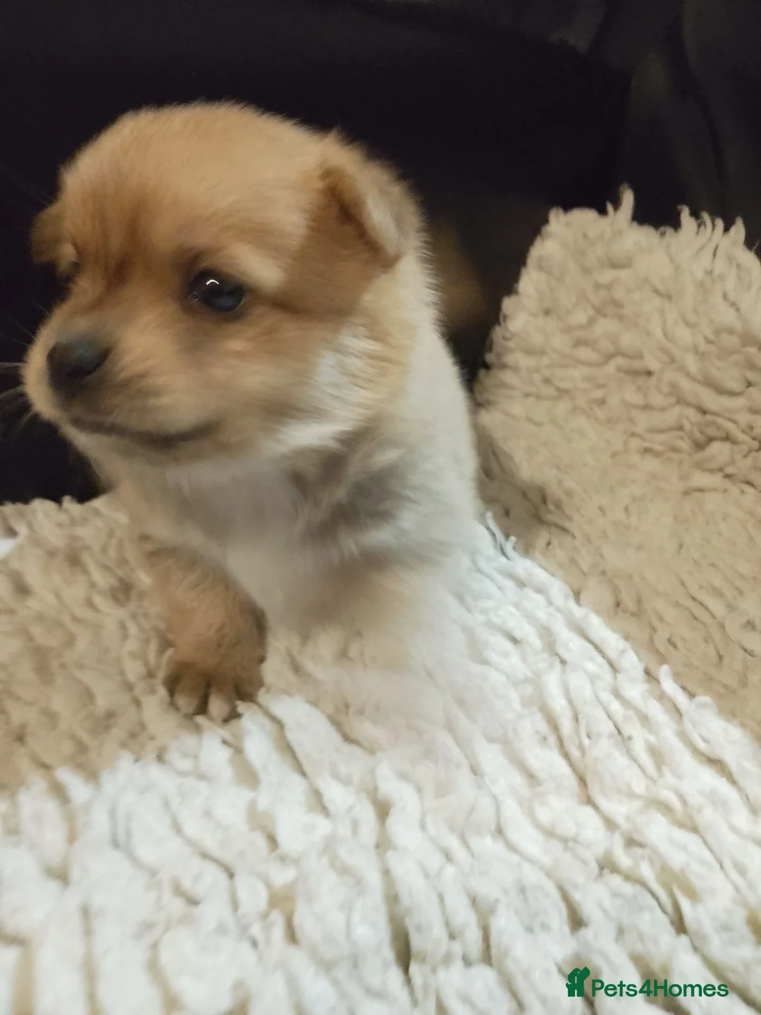 Pomchi dogs for sale: 5 beautiful pomchi puppies for sale - Advert 2