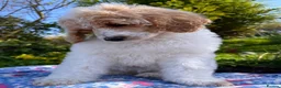 Standard Poodle dogs for sale: Standard poodle Fully vac Ready Now 1BOY LEFT  - Advert 19