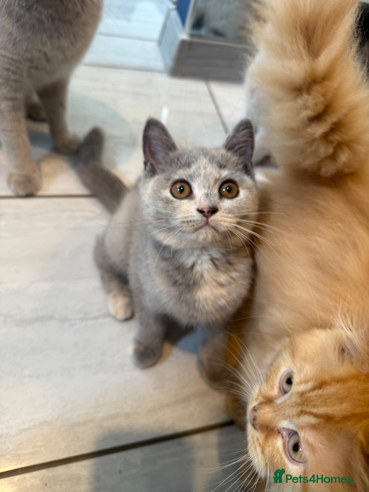 British Shorthair cats 🦁😻🦁Last Girl  British Shorthair Tortoiseshell - Advert 1