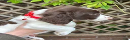English Springer Spaniel dogs for sale: Springer spaniel pups  - Advert 13