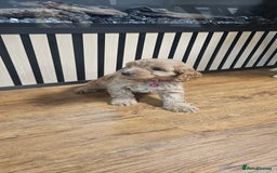 Cockapoo dogs for sale: Six Little Cockapoo Stars Ready to Shine   - Image 16