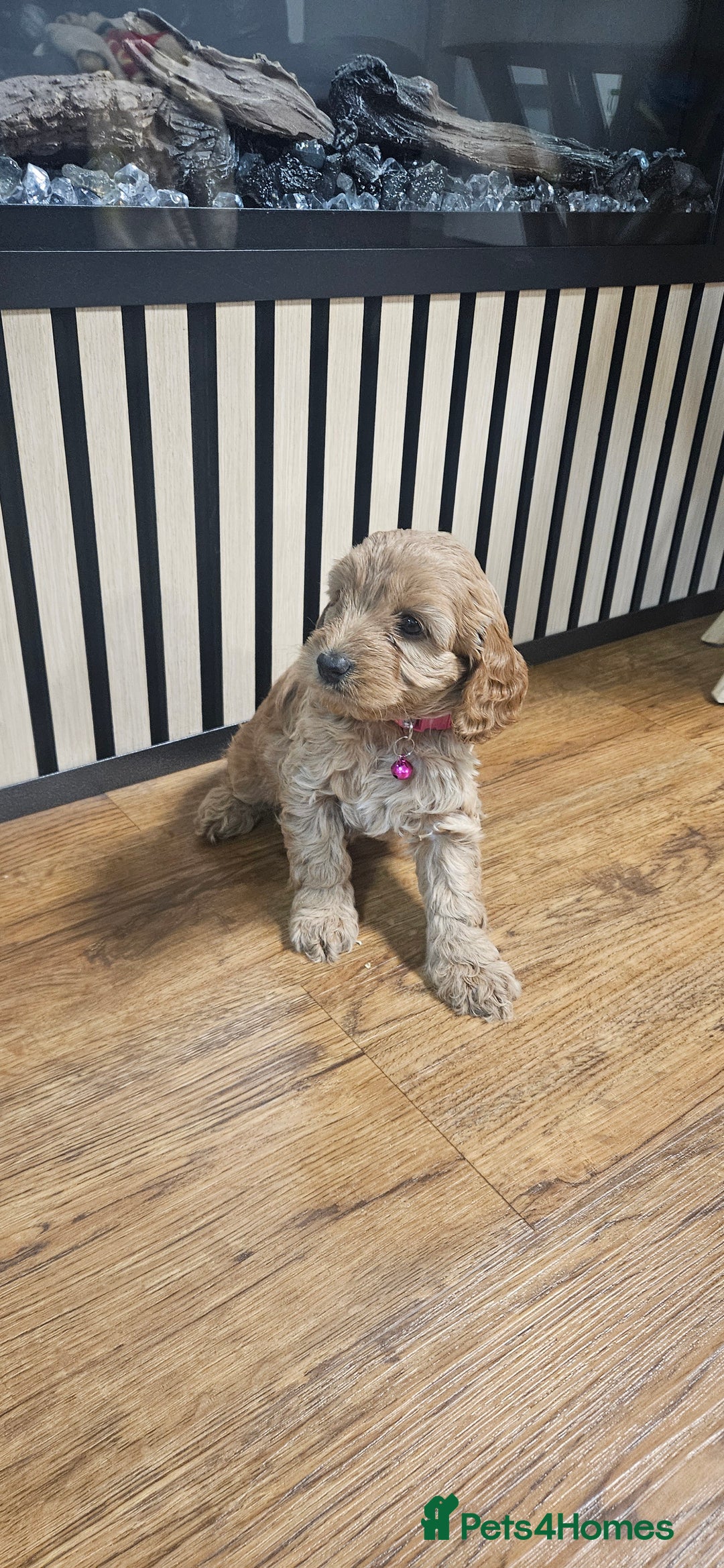 Cockapoo dogs for sale: Six Little Cockapoo Stars Ready to Shine   - Image 16