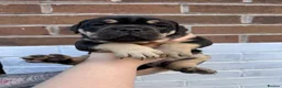 Olde English Bulldogge dogs for sale: Champion Sired Health Tested OEB puppies - Advert 15