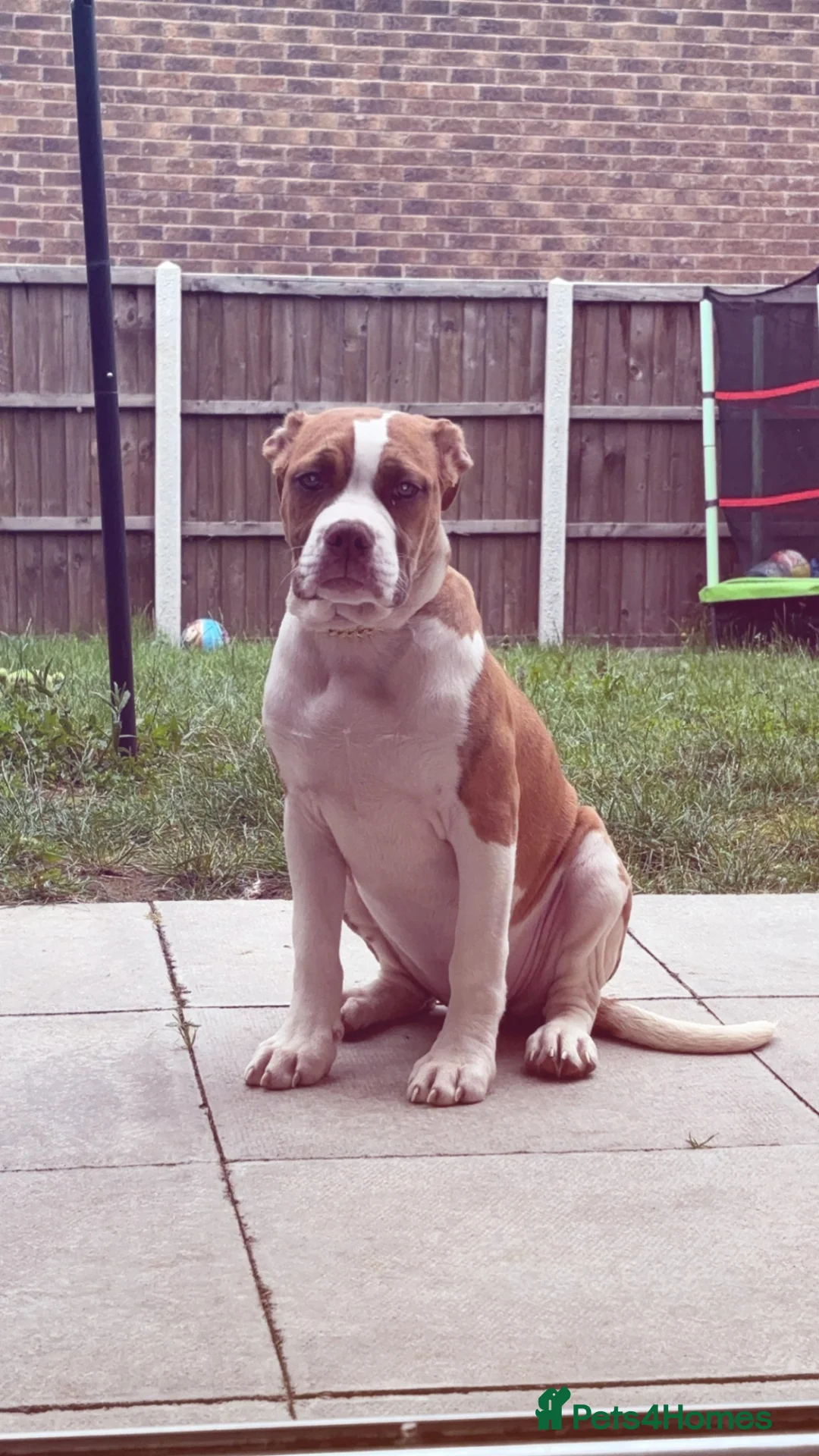 American Bulldog dogs for sale: Female American bulldog - Xena  - Advert 6