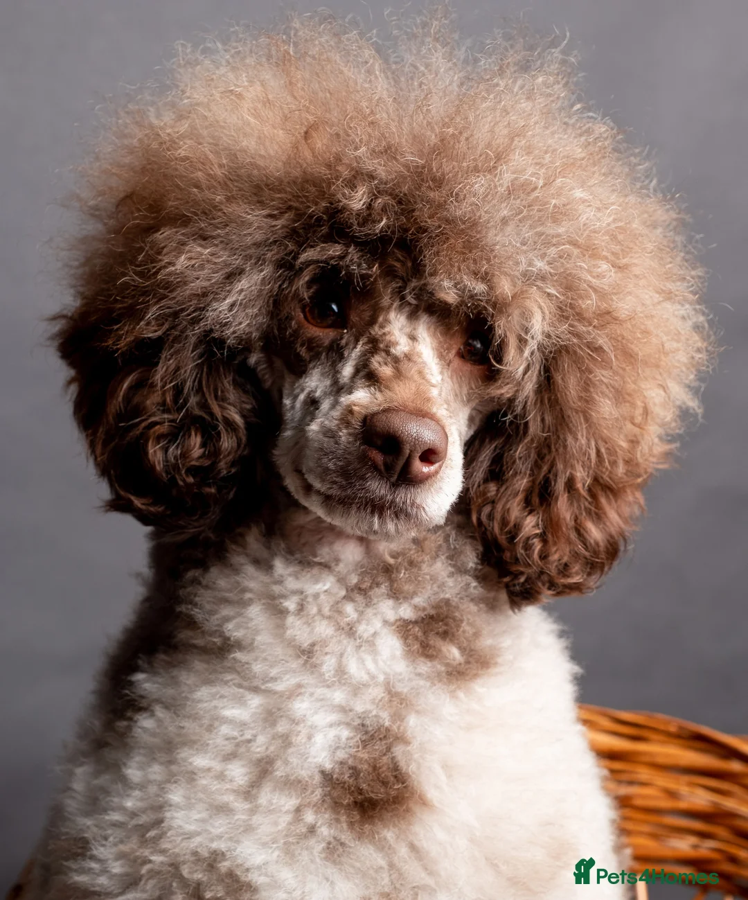 Toy Poodle dogs for stud: EXTENSIVELY HEALTH TESTED BROWN MERLE POODLE STUD in Hoddesdon - Advert 5