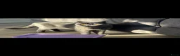 British Shorthair cats for sale: Beautiful Pair of british short hair Cats  - Advert 2
