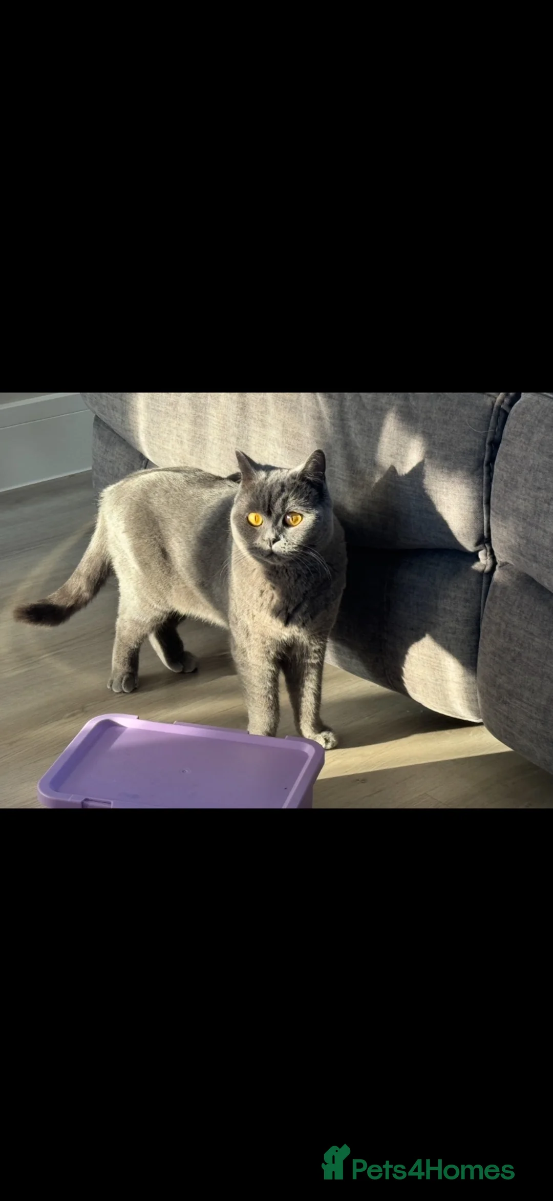 British Shorthair cats for sale: Beautiful Pair of british short hair Cats  - Advert 2