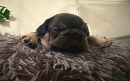 French Bulldog dogs for sale: Exclusive French Bulldog Puppies - Image 17