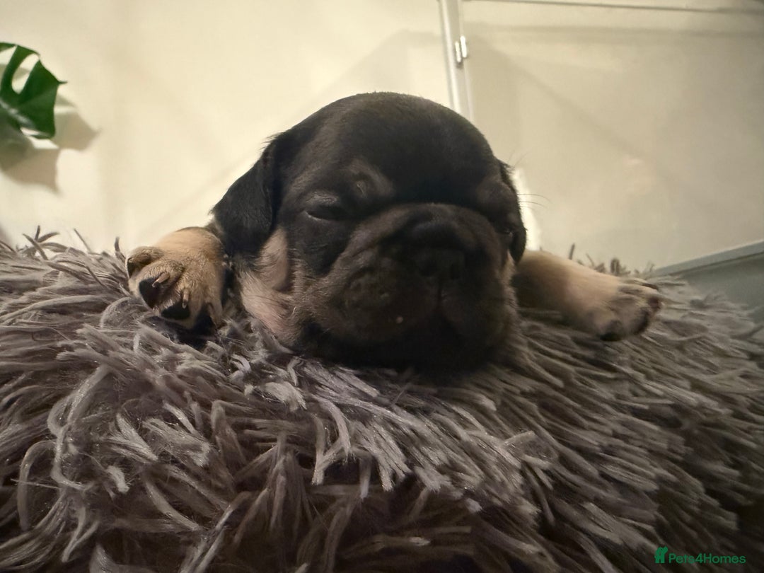 French Bulldog dogs for sale: Exclusive French Bulldog Puppies - Image 17
