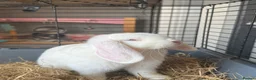 Mini Lop rabbits for sale:  Pure white mini lop with blue eyes Female - Advert 5