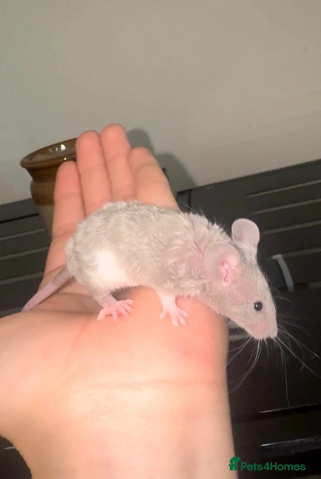 Mouse rodents for sale: Fancy Mice in Norwich - Advert 2