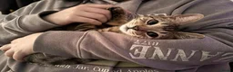 British Shorthair cats for sale: Male tabby cat  - Advert 1