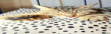 Mixed Breed 2