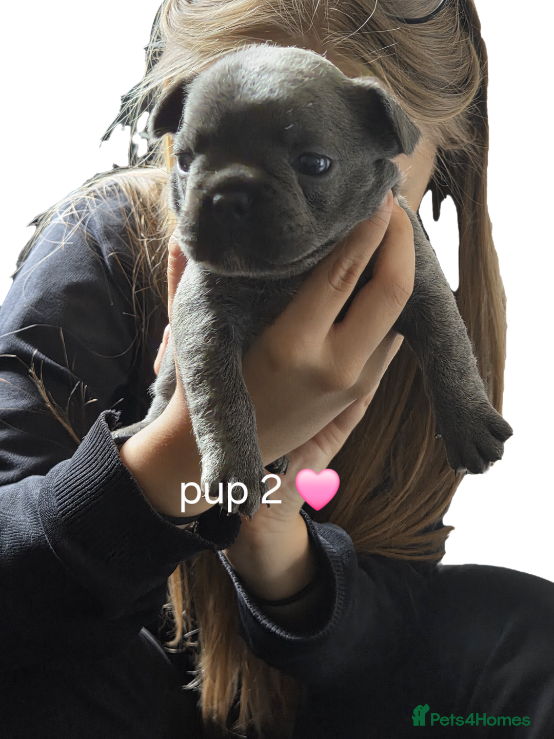 French Bulldog dogs for sale: 4 french bulldog pups - Image 6