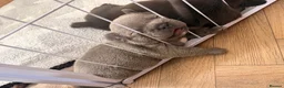 French Bulldog dogs for sale: French bulldog puppies  - Advert 13