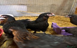 Chickens poultry for sale: Burford Brown hens POL - Image 4