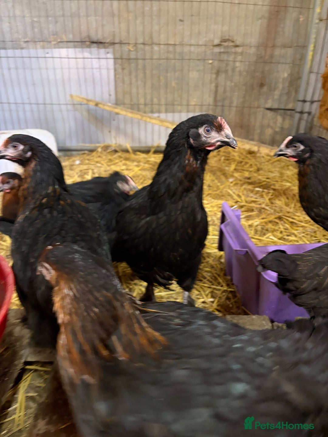 Chickens poultry for sale: Burford Brown hens POL - Image 4