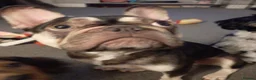 Mixed Breed dogs for sale: REDUCED** READY TO GO** - Advert 6