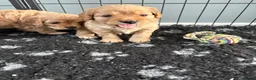 Cavapoo dogs for sale: Cavapoos health tested parents - Advert 9