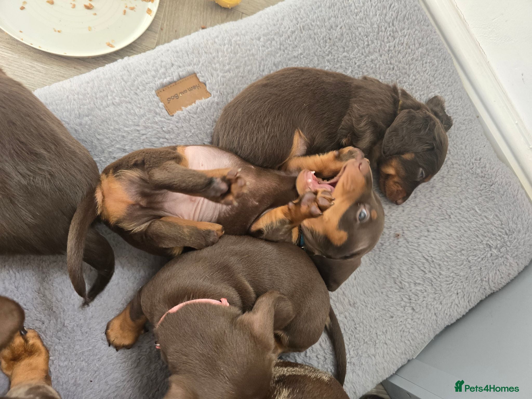 Miniature Dachshund dogs Miniature Dachshund Puppies - Advert 1