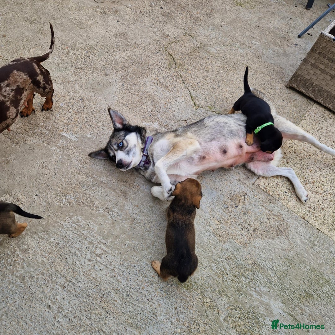 Mixed Breed dogs for sale: Husky cross dashound  - Image 8