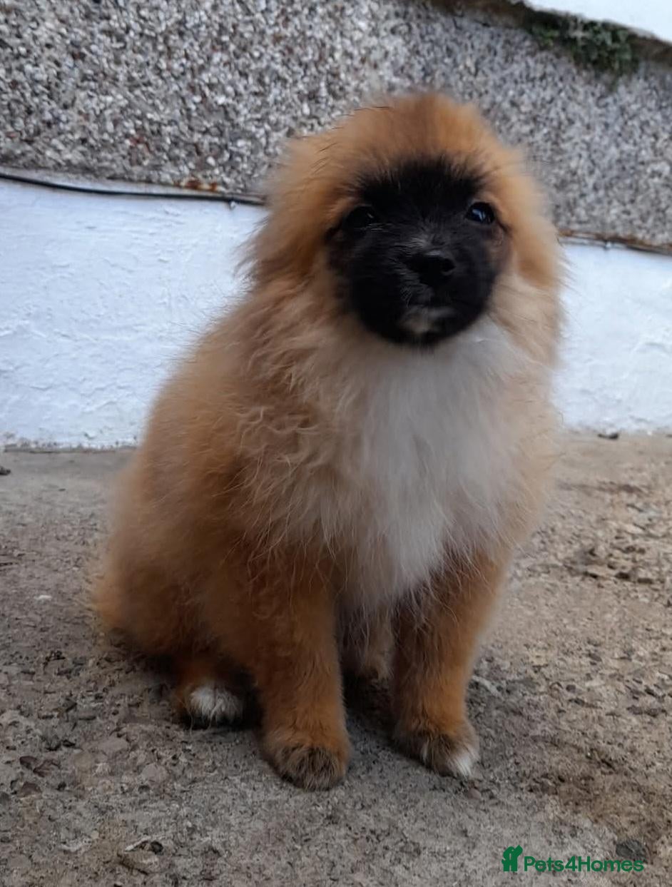 Pomeranian dogs Pomeranian puppies  - Advert 1